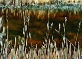 Cattails