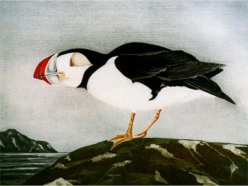 Puffin"