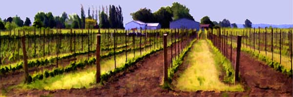 Niagara Vineyard Series-F