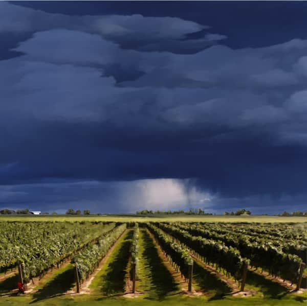 Summer Storm Over Vineyards